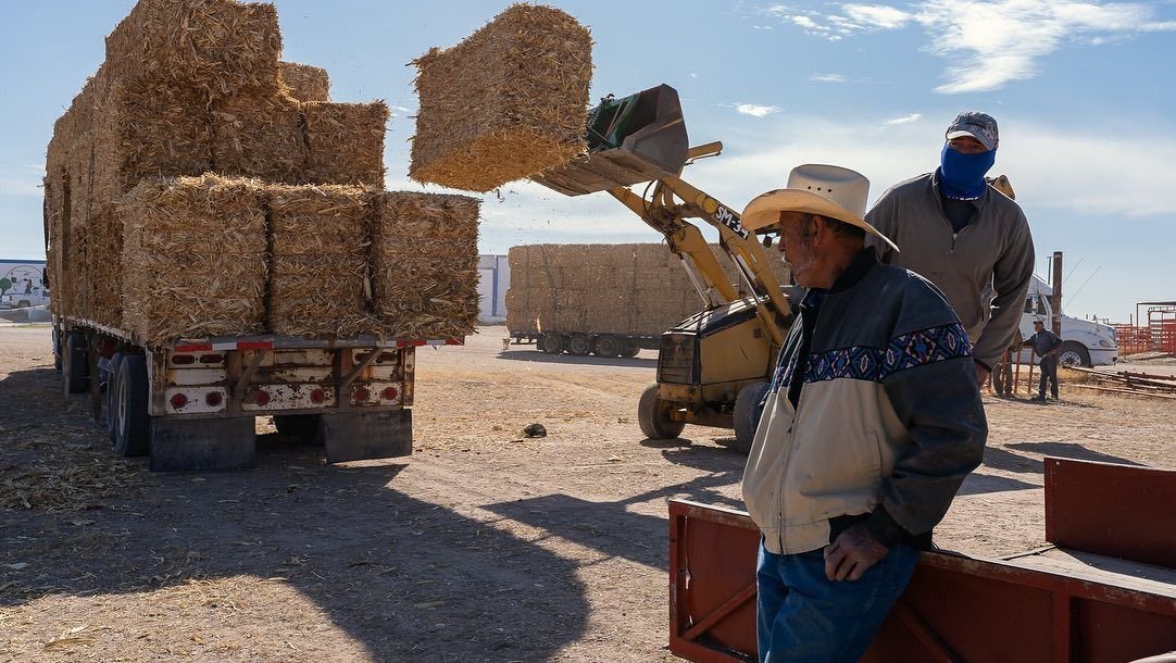 Gobierno Municipal y Estatal lanzan convocatoria de pacas de rastrojo a productores de Camargo.