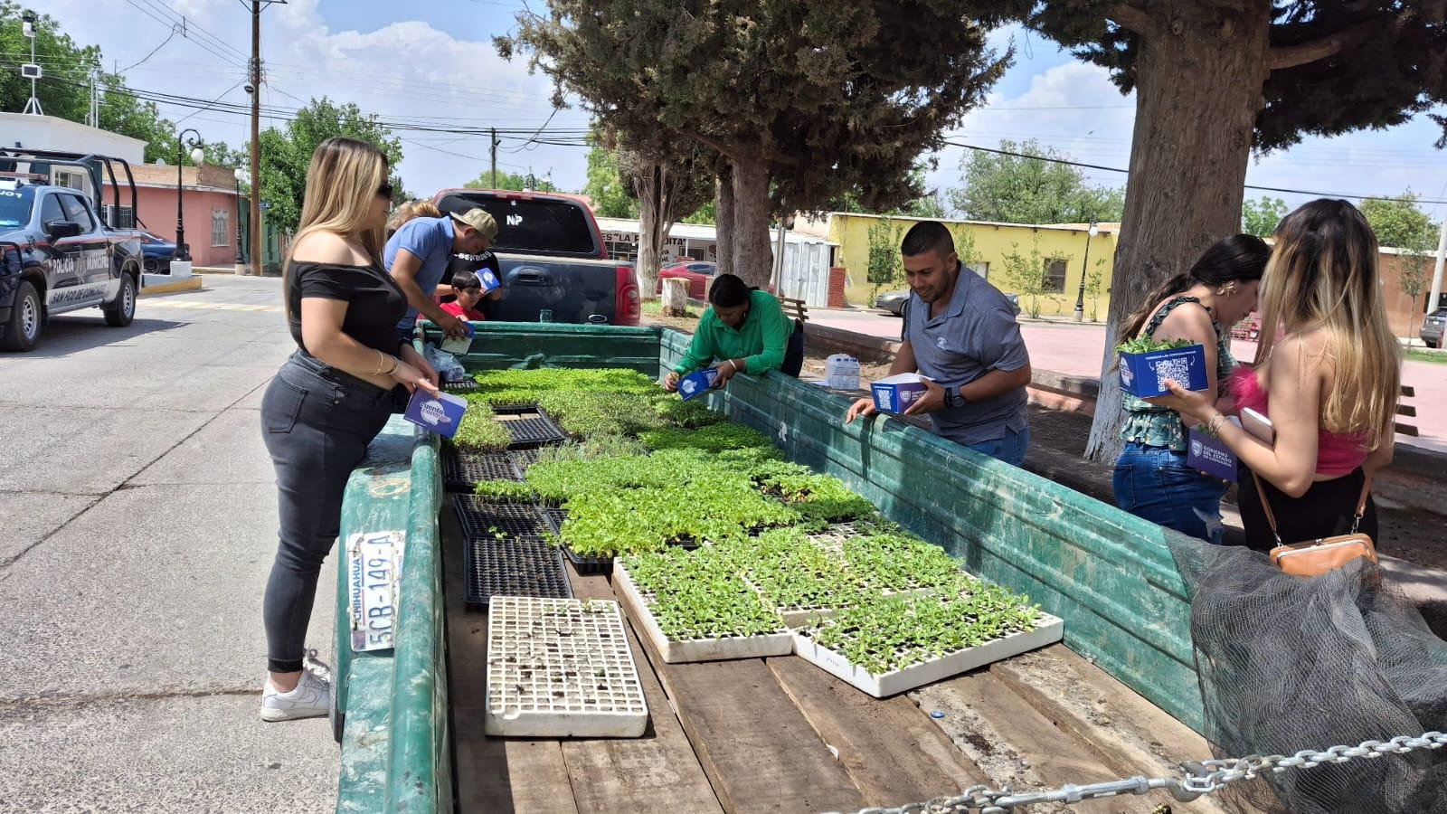 Entregan en San Francisco de Conchos más de 8 mil plántulas para la comunidad