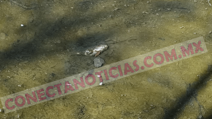 Preocupación ciudadana por el estado del lago artificial del Parque Infantil en Camargo