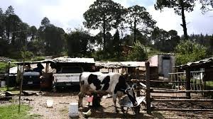 Denuncian establos y criaderos de animales dentro de la mancha urbana en Camargo