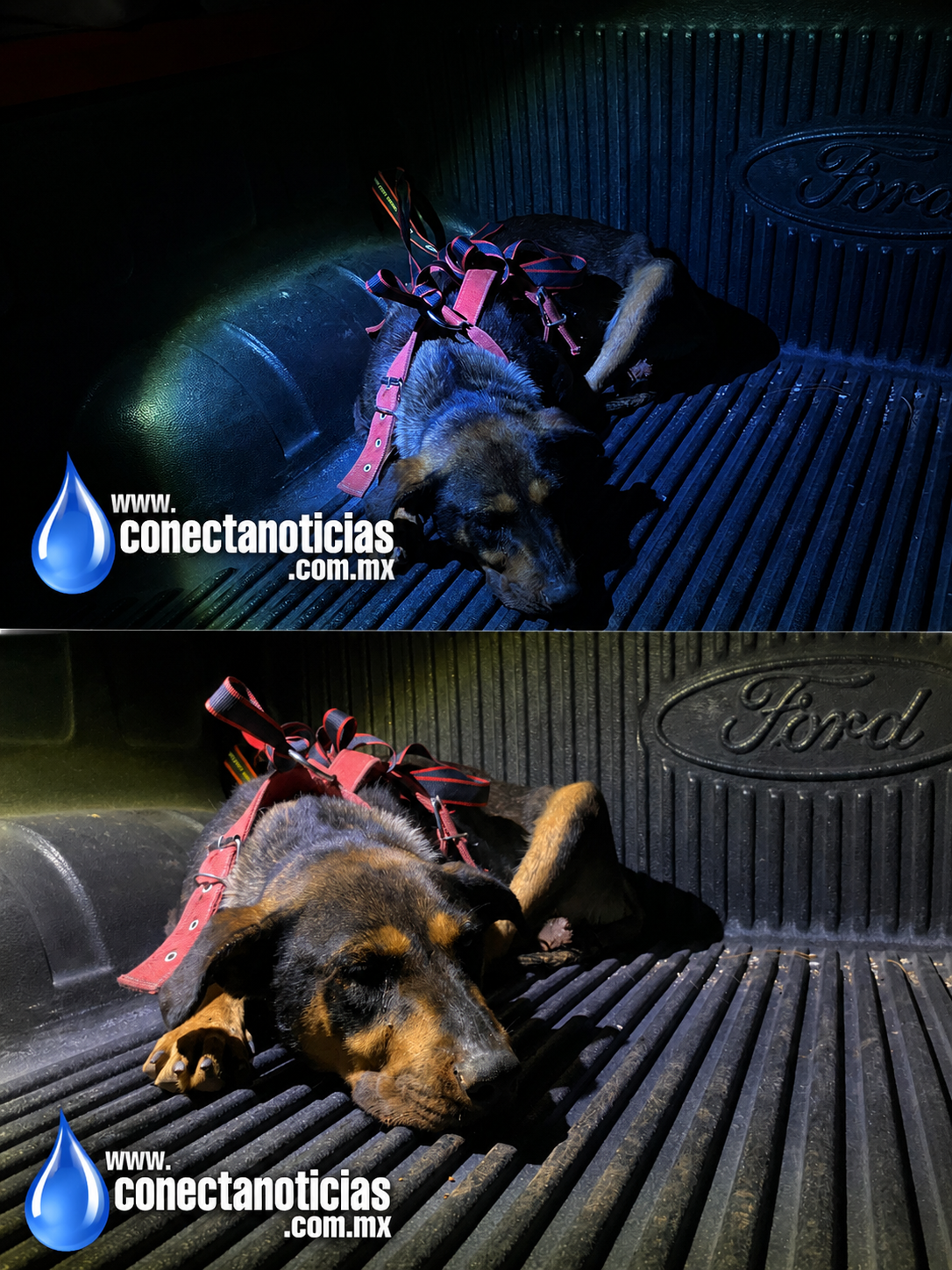 Solo una decena de personas hizo la diferencia: rescatan a perrita abandonada y en grave estado de salud en El Rejón