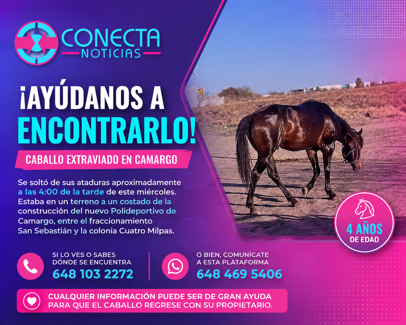 Ayúdanos a encontrarlo; caballo se extravía en Camargo