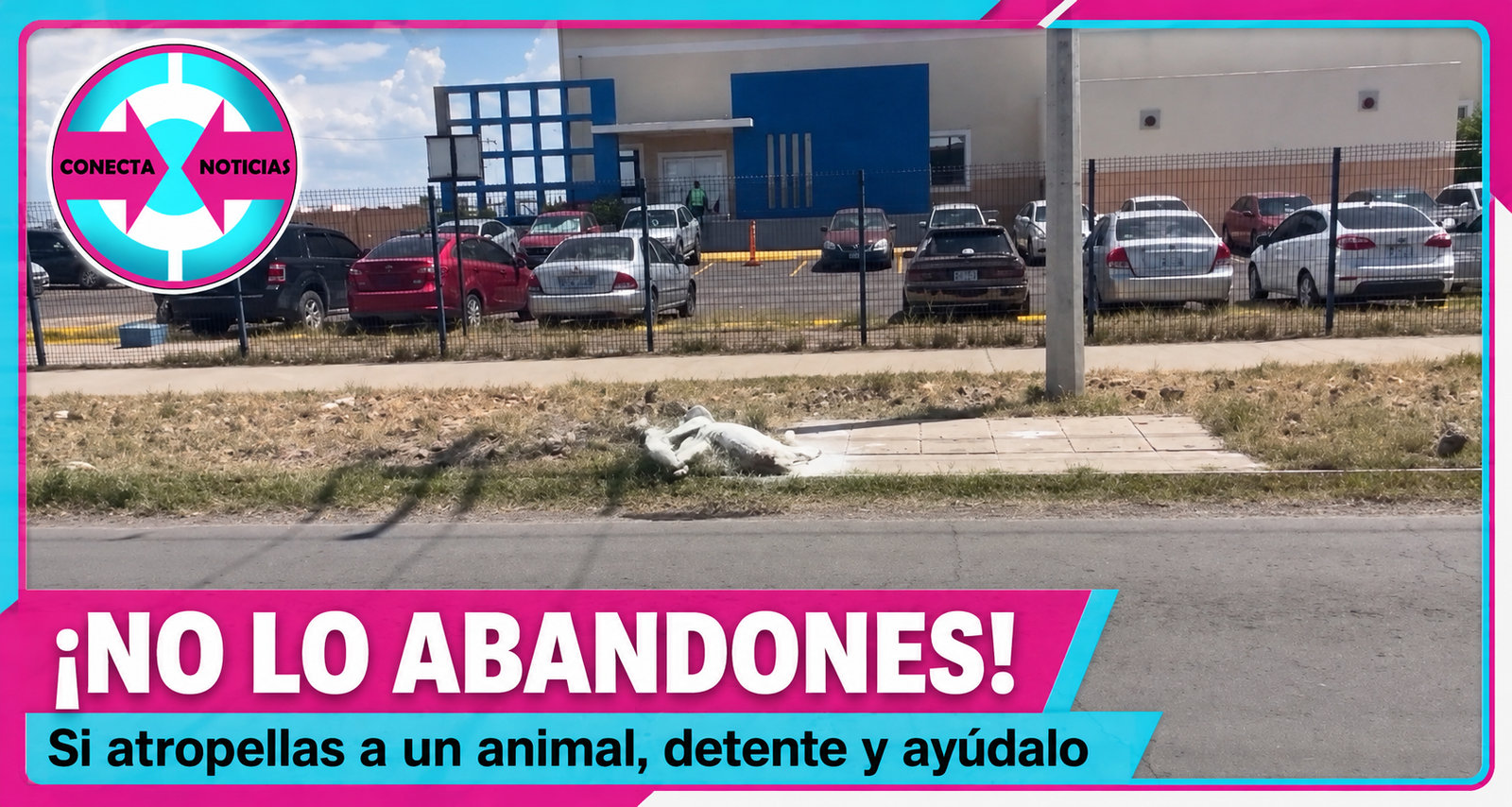 Piden sanciones severas para quienes atropellen y abandonen animales en Camargo